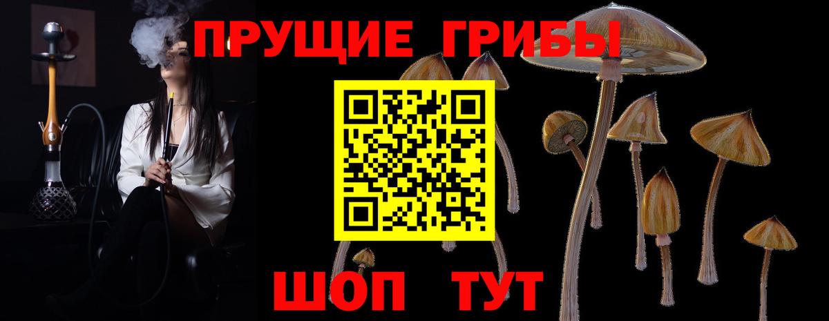 Псилоцибиновые грибы Psilocybine cubensis Черкесск